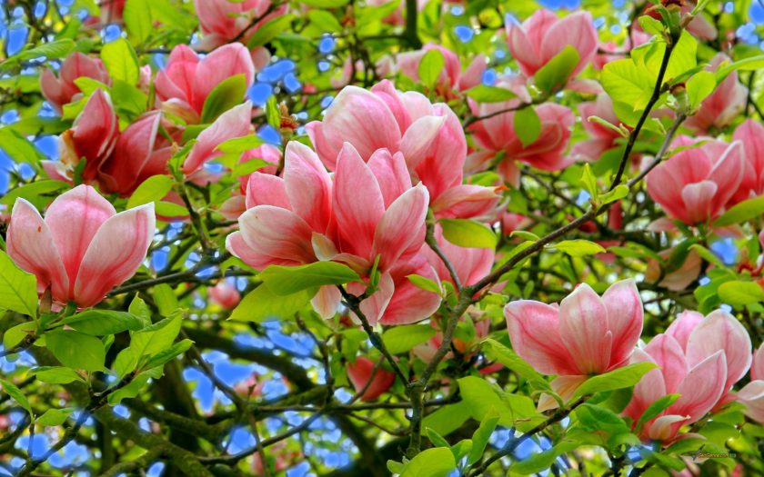Magnolia-hd-photo-and-desktop-wallpaper-flowers-images-magnolia-flower-pictures-840x525